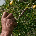 Les Secrets de l’Huile d’Argan Marocaine : Le Trésor Naturel pour votre beauté 