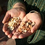 Huile d’Argan Bio : Le Meilleur Secret du Maroc pour une Beauté Naturelle